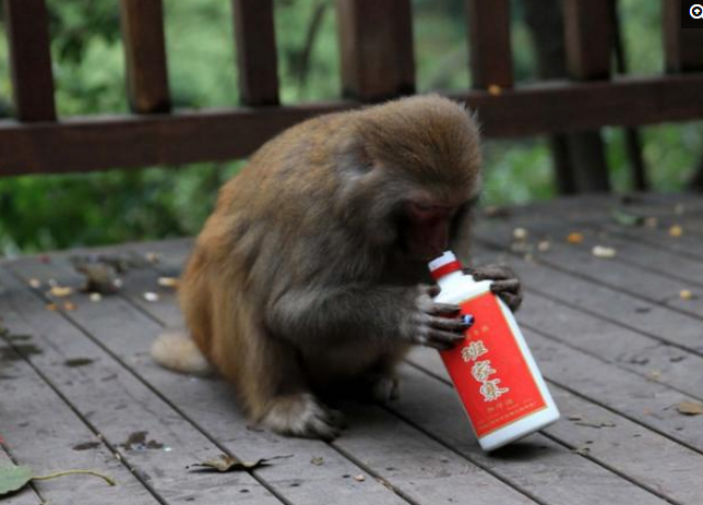 动物园惊现猴子醉酒,过程又奇葩又可笑,围观游客忍不住哄堂大笑