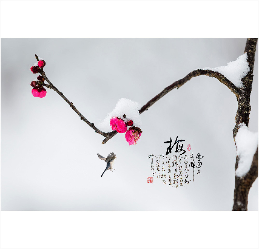 梅须逊雪三分白,雪却输梅一段香.