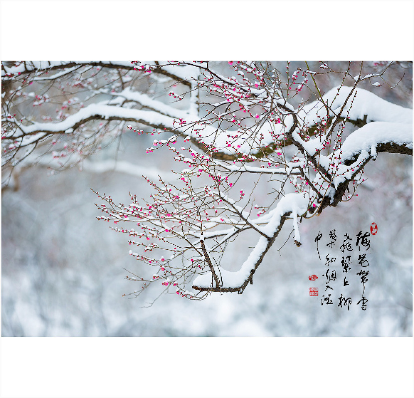 梅须逊雪三分白,雪却输梅一段香.