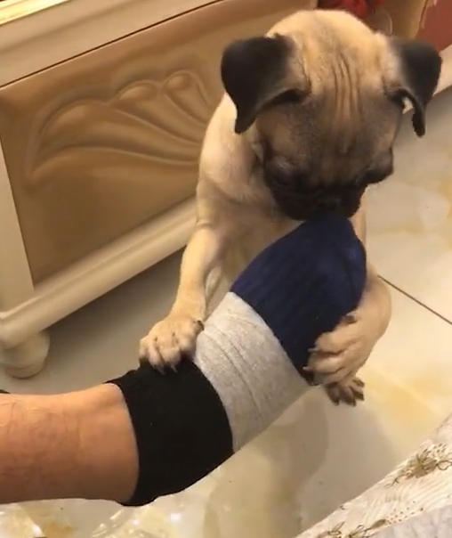 狗闻了主人没洗的脚,接下来的表情直接令人笑喷,狗:这也太臭了