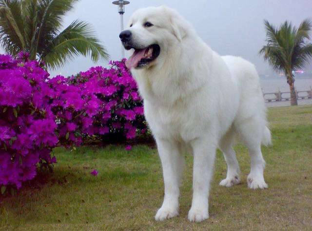 在法国它被作为官方御用狗,在第一次世界大战中偷运药品