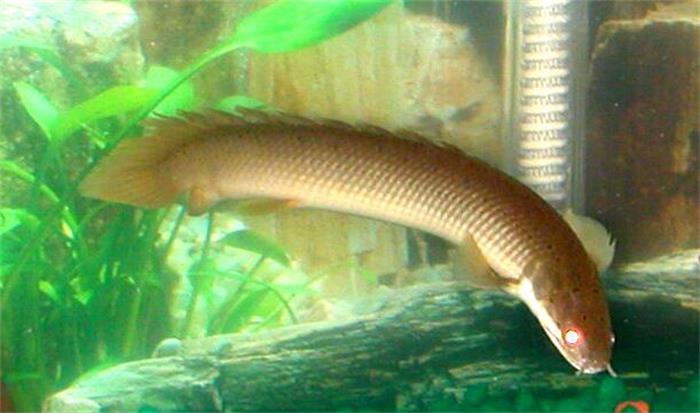 外表最接近恐龙的现代生物,八个背鳍一身硬甲,江湖人称九节龙