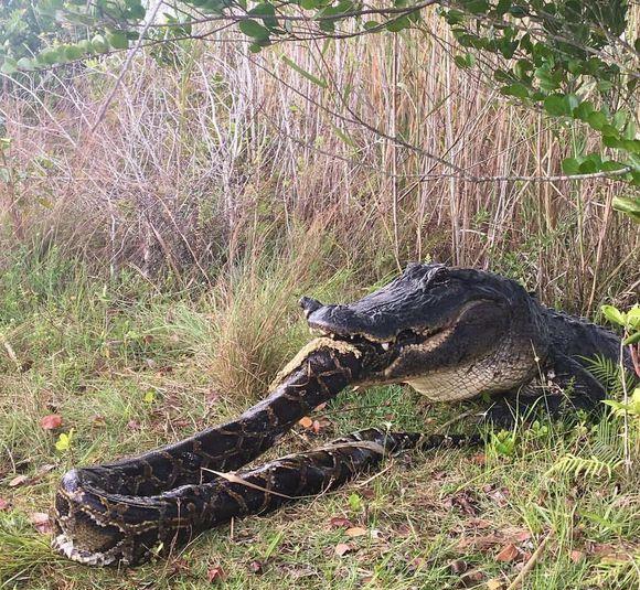 动物世界: 鳄鱼吞食大蟒蛇瞬间