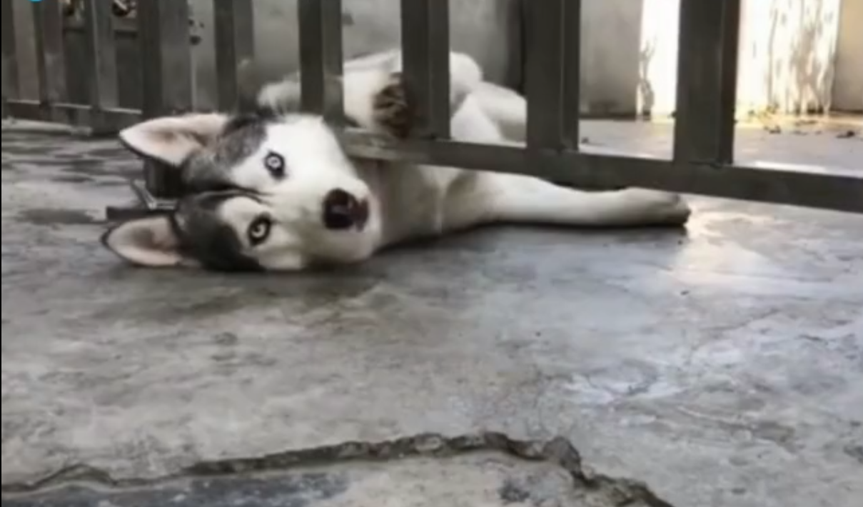 二哈的头被卡在门缝,狗脸都丢尽了