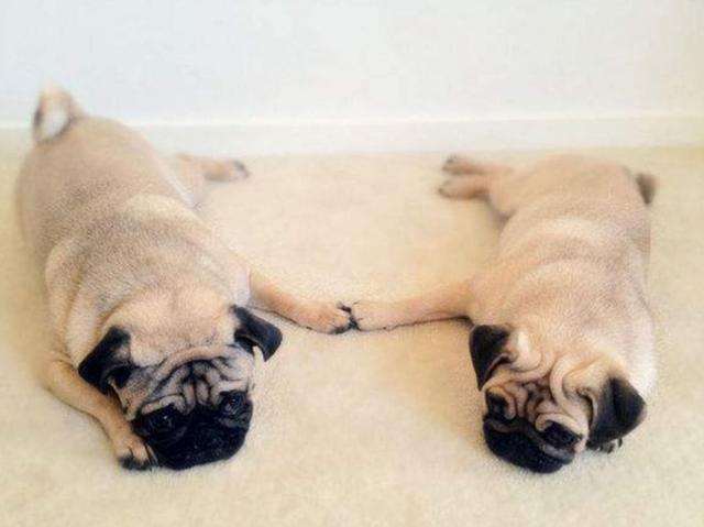 你还好意思称自己为单身狗?狗都成双结对的了,你对象呢?