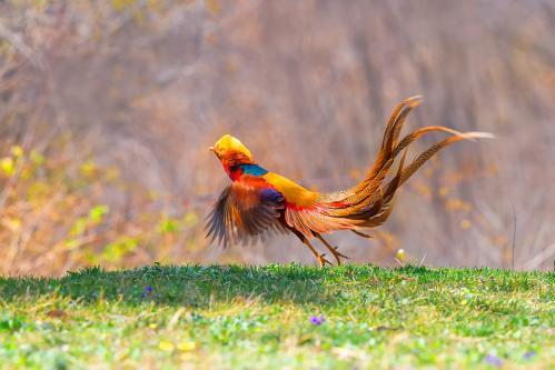 世界上最美的鸡,即将成为中国的国鸟
