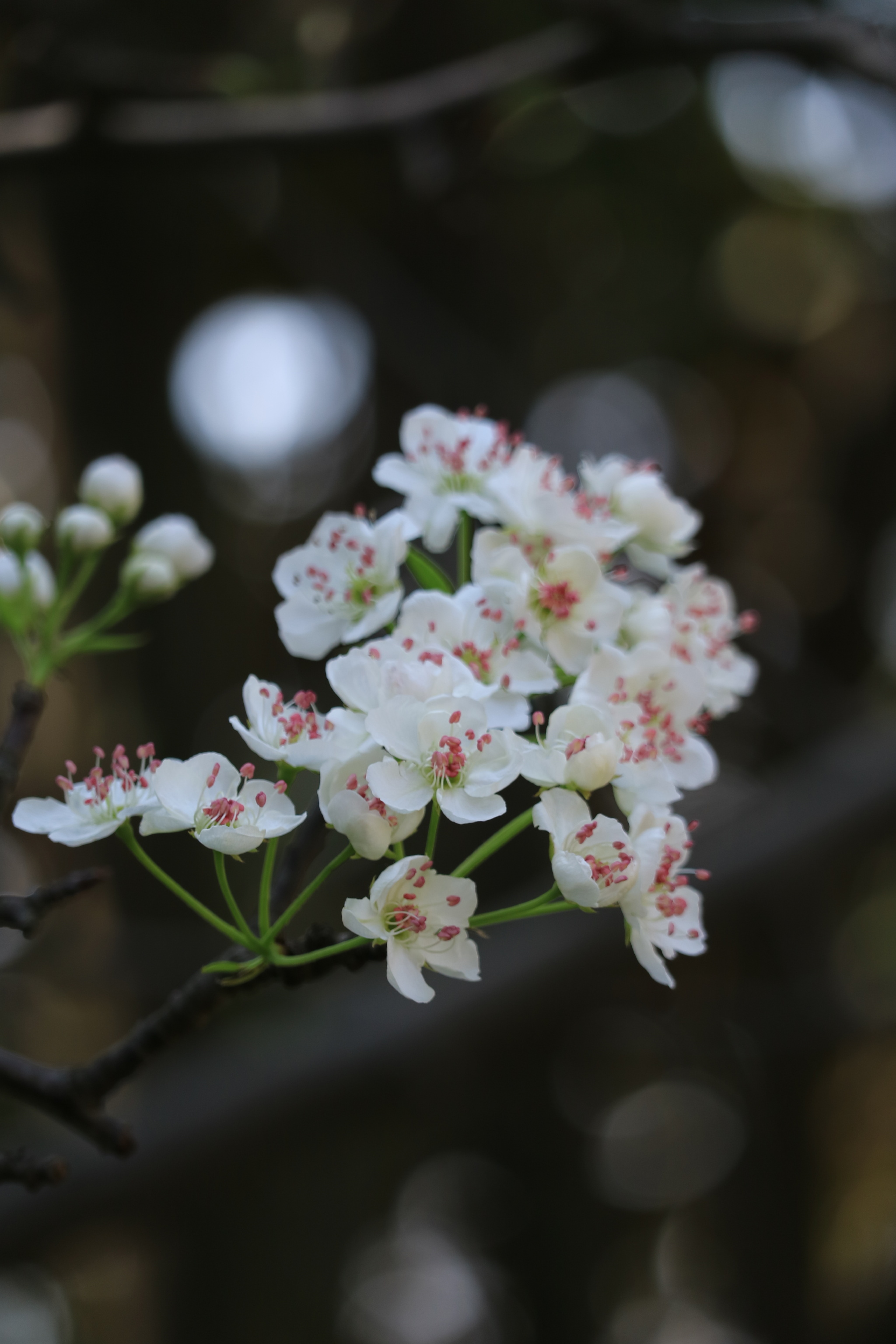 找到梨花了春天没什么遗憾了