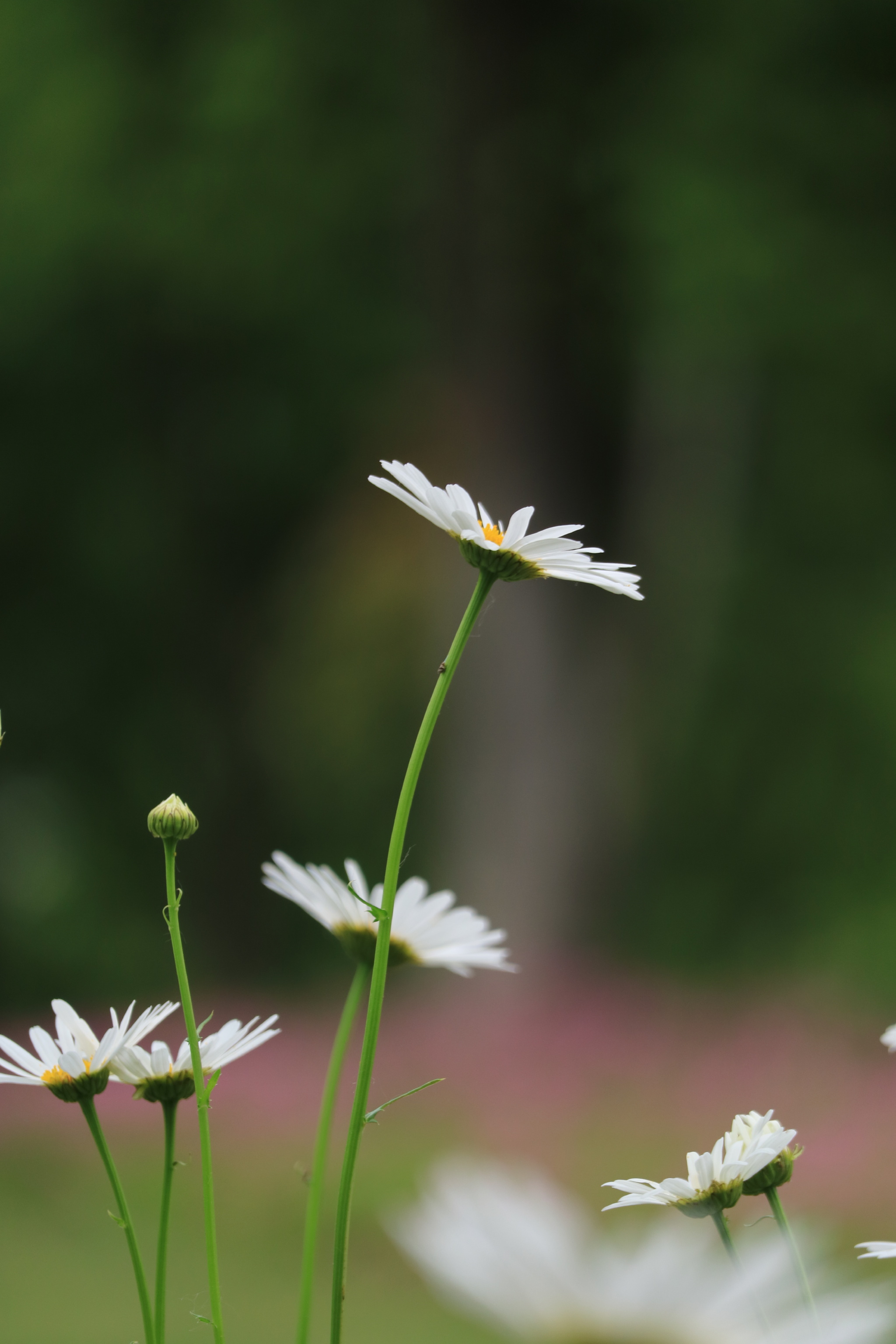 满地的大滨菊~|大滨菊_新浪新闻