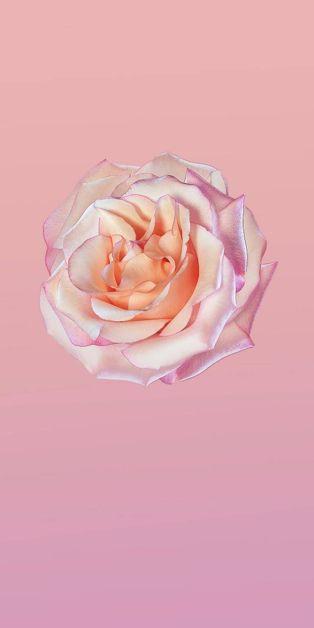 余承东推荐:全新华为p20 pro原厂壁纸 每张都美的让人窒息!__财经头条