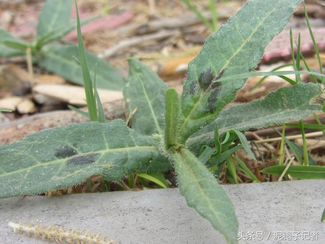 农村的这个"酸不溜"野菜,想想都要流酸水,再酸,春季也要吃