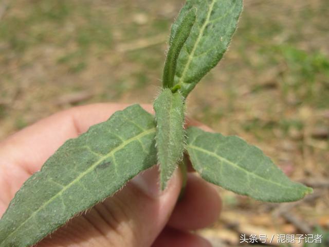 农村的这个"酸不溜"野菜,想想都要流酸水,再酸,春季也要吃|野菜|农村|
