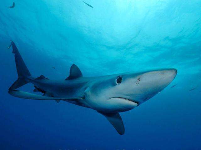 或称鲭鲨科,本科还包括产于太平洋的太平洋鼠鲨,以及短鳍鲭鲨与大白鲨