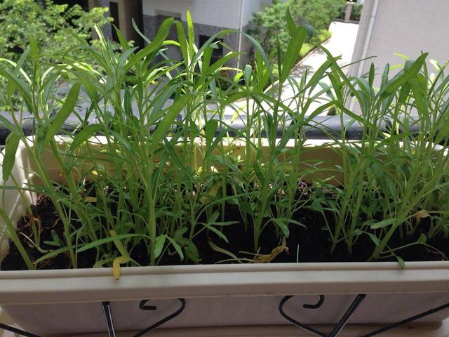 空心菜阳台种植技巧,好吃实用,方法简单|空心菜|盆栽|阳台_新浪新闻