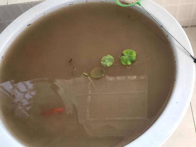 养碗莲,盆里放3条鱼,鱼养莲,莲护鱼,共生长更