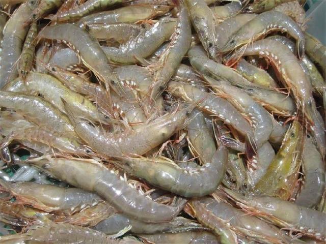 立秋后,这菜再贵也要做给孩子吃,不但健脾养胃,还促进骨骼生长|虾