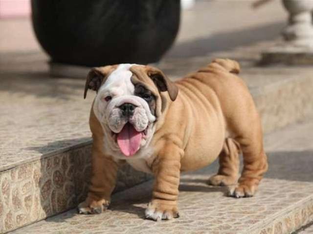 美国斗牛犬与英国斗牛犬的区别美斗强壮健美英斗有厚重的身体