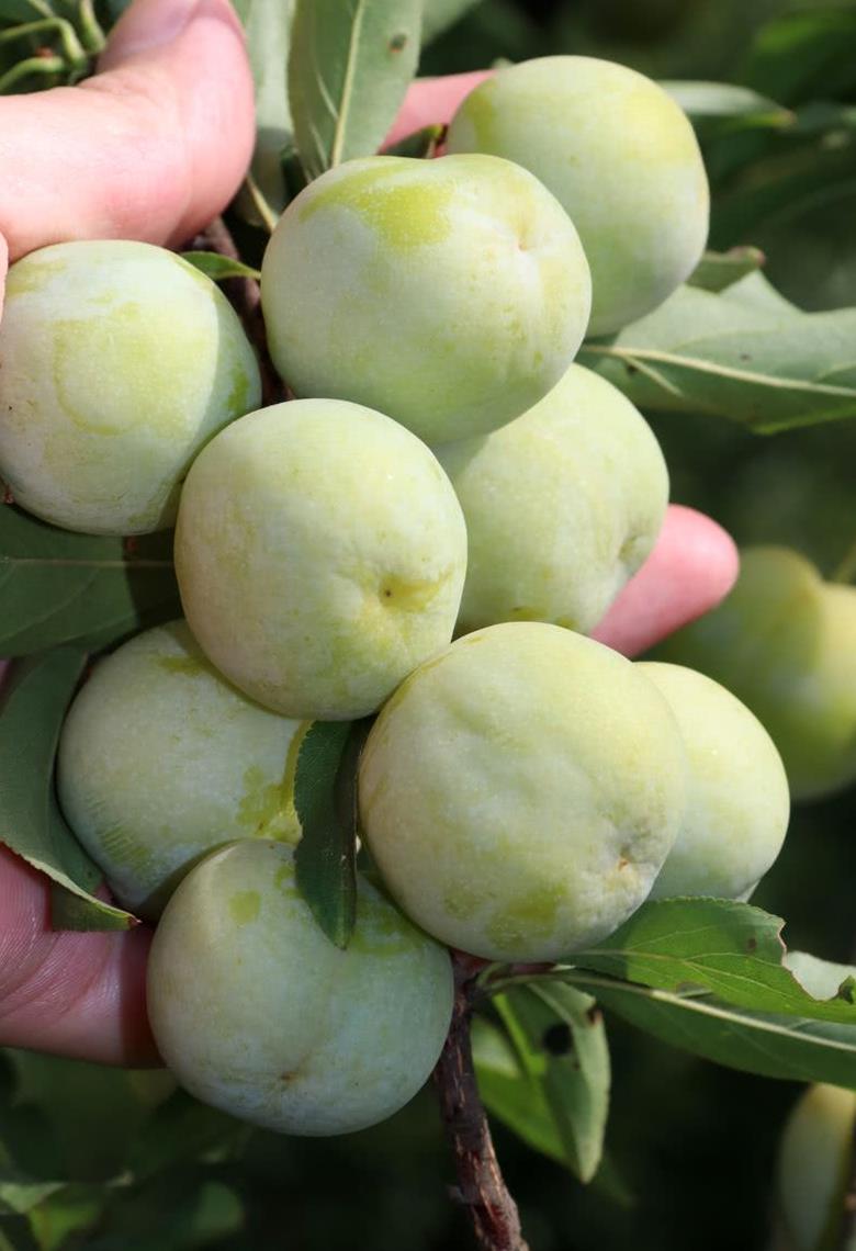 "轧驼咯"!同心村350亩30000斤李子成熟啦,约起!