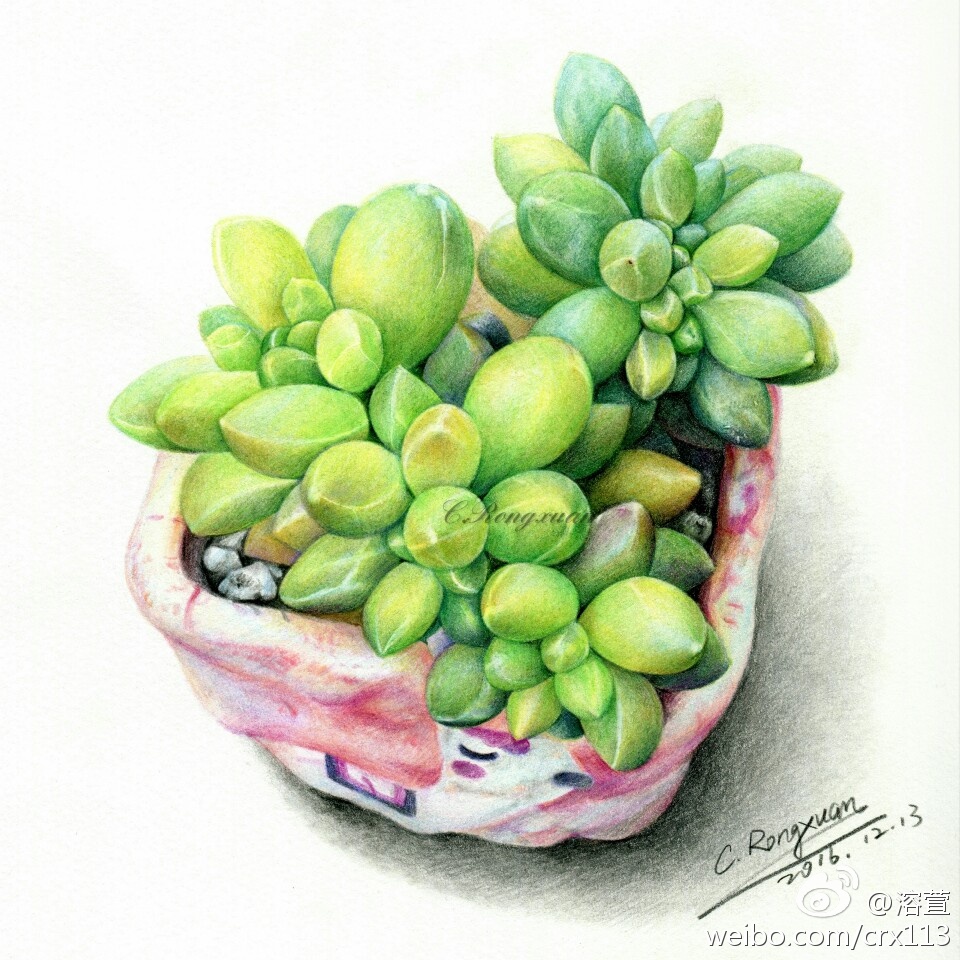 彩铅多肉作者