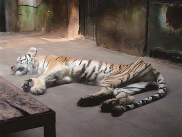 把老虎瘦成这样,不用狮子,我相信鬣狗都能轻易打倒它
