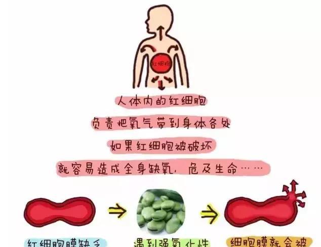 八岁前不能给孩子吃蚕豆不然会得蚕豆病