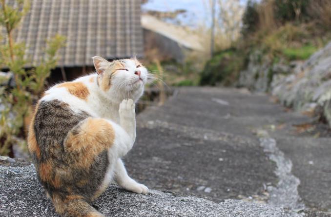 干净的野猫,日本野猫很多,由于日本人爱猫,所以野猫也不怕人.