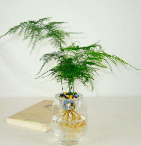 宜放在室内的五种水培植物,美观又好养,有水就