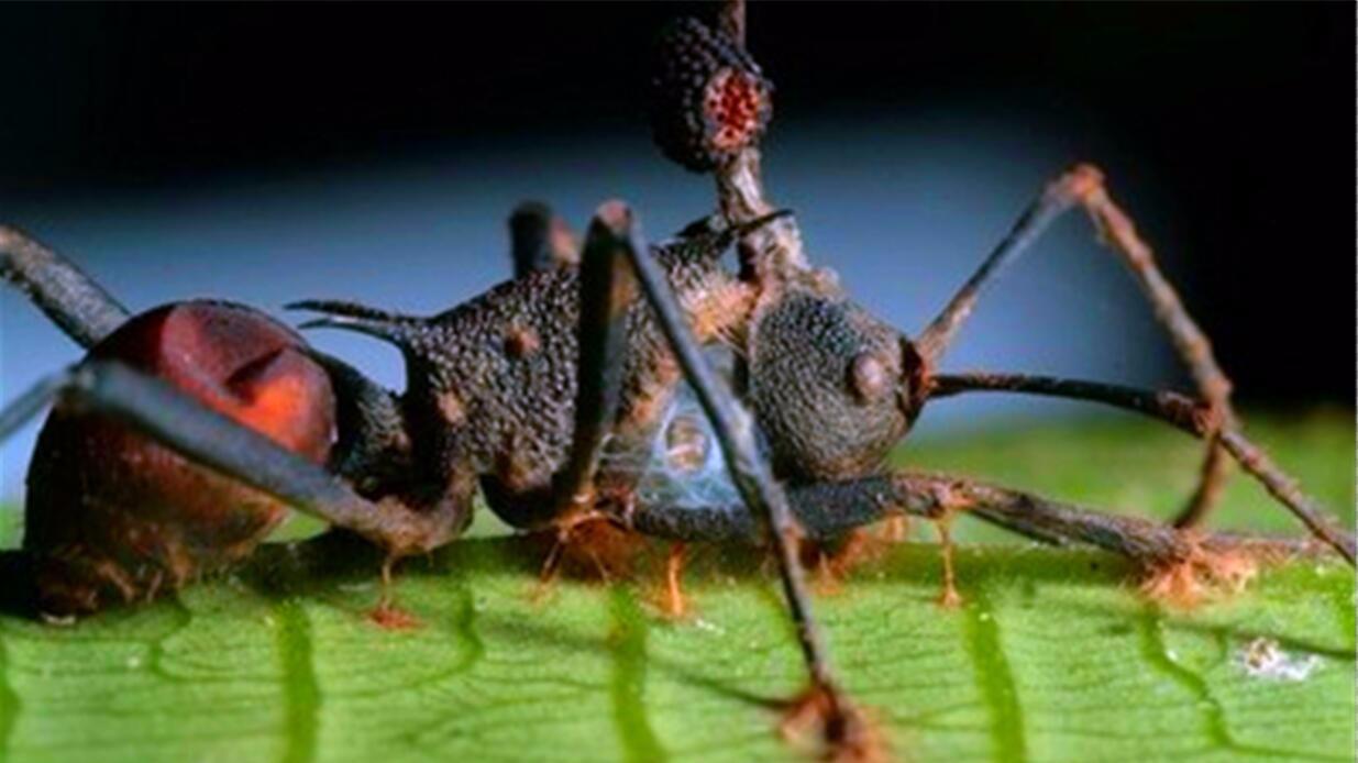 这种真菌能控制动物,蚂蚁一旦感染,将变成可怕的"僵尸蚂蚁"