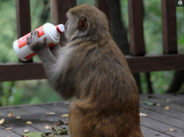 动物园惊现猴子醉酒,过程又奇葩又可笑,围观游客忍不住哄堂大笑