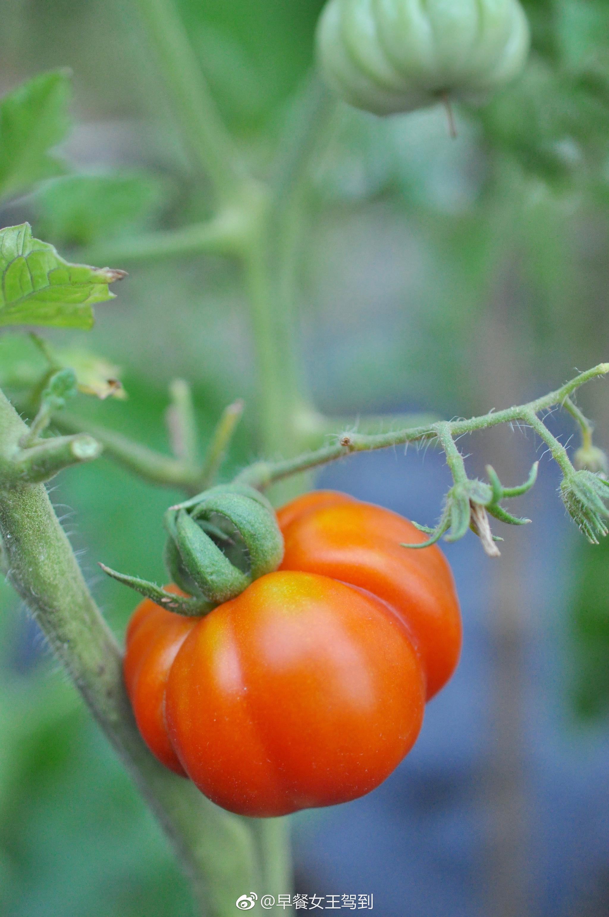 傍晚下完暴雨72然后就爬上楼顶去剪了秋葵今天的量总算晚上够我炒