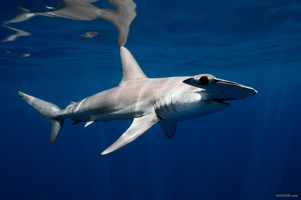 underwater水下动物摄影-jorge cervera hauser