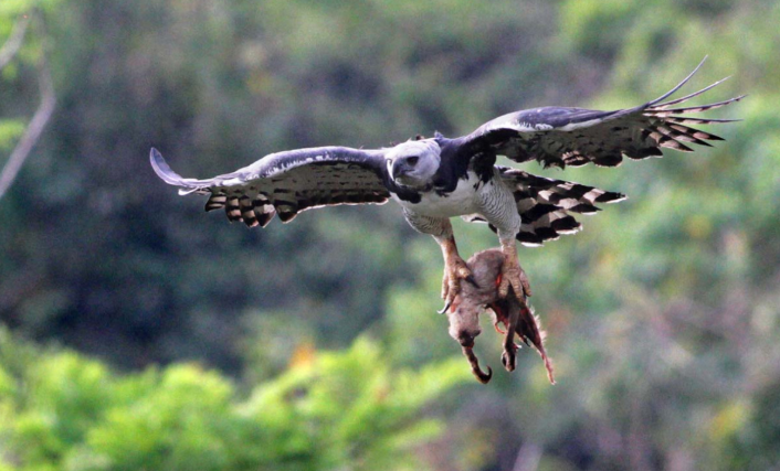 以猴子为食的哈佩雕!是"神雕"厉害,还是"金刚"无敌呢?