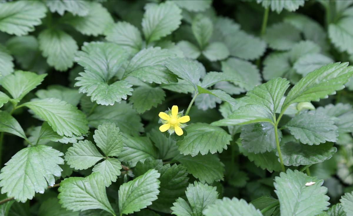 三伏天女人吃了蛇莓能越来越年轻老婆要我搞这种野果吃呢