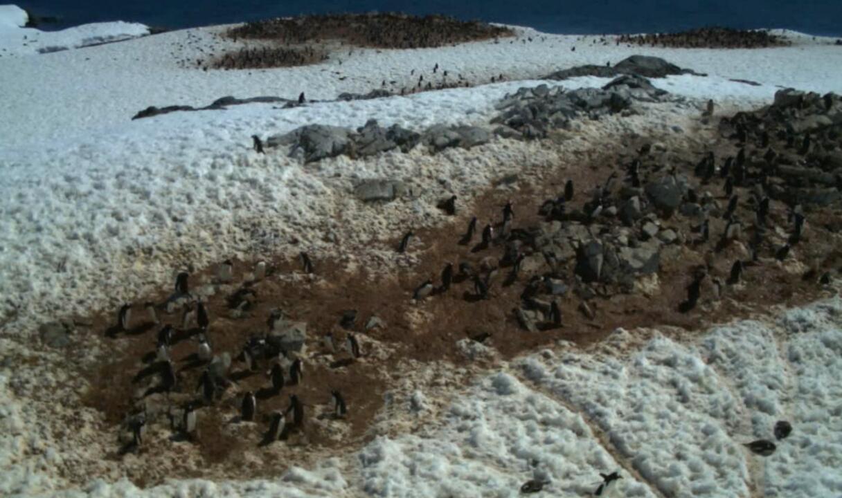 企鹅妈妈孵蛋时, 要先拉出一个大屎坑, 企鹅宝宝在屎坑里出生