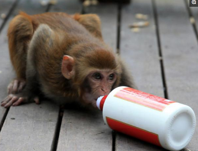 动物园惊现猴子醉酒,过程又奇葩又可笑,围观游客忍不住哄堂大笑