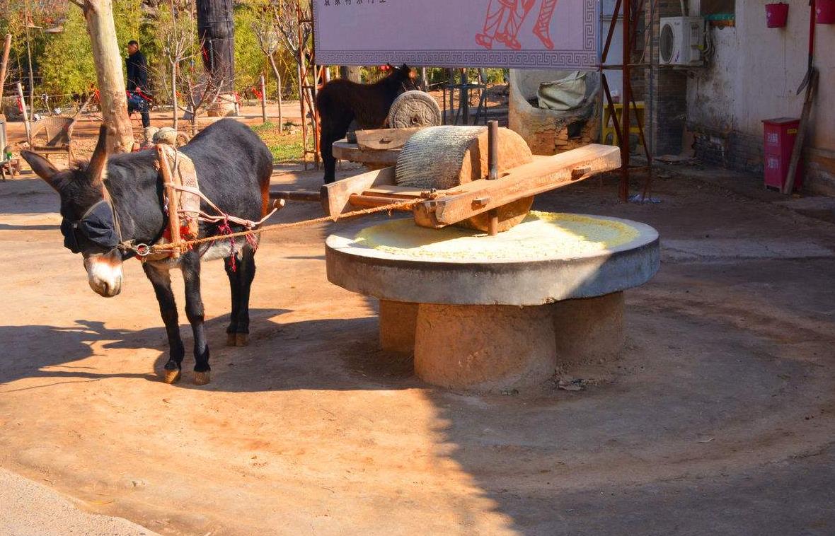 为什么驴拉磨时要把它的眼睛给蒙住驴考虑过我的感受吗