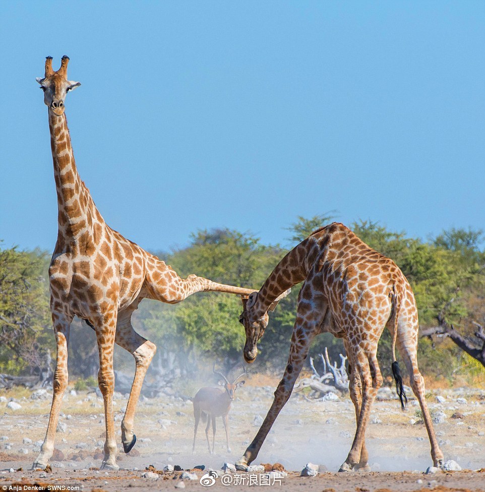 长颈鹿腿功了得就问你服不服