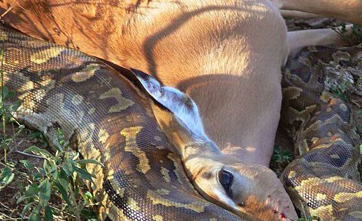 动物世界:10大蟒蛇吞食瞬间