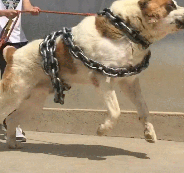 主人给狗准备锁兽链,大狗拖着20斤重,实力依然外漏!