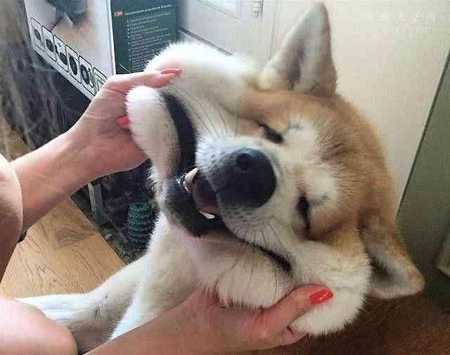 狗狗"捏脸"太爽了,奇葩表情包应有尽有,我被哈士奇鄙视了吗?