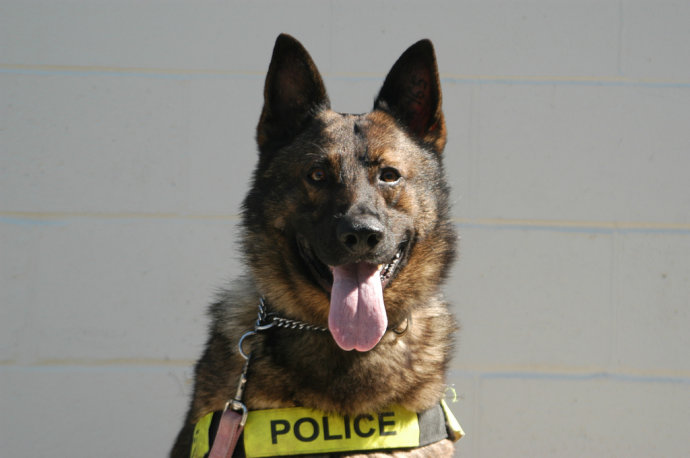 美国军队军事工作犬