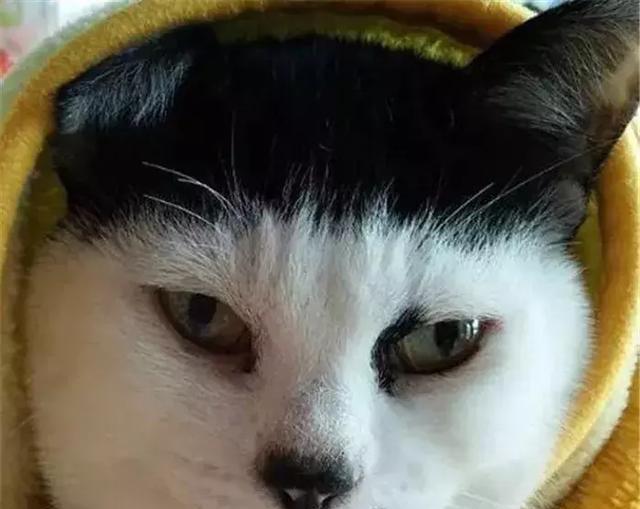 猫咪头顶锅盖,眼神中总是带着无奈,猫咪:谁说我像哈士奇?