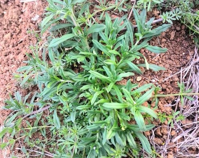 春天麦田里这个野菜的外形酷似返青的麦苗不仔细辨认很容易混淆