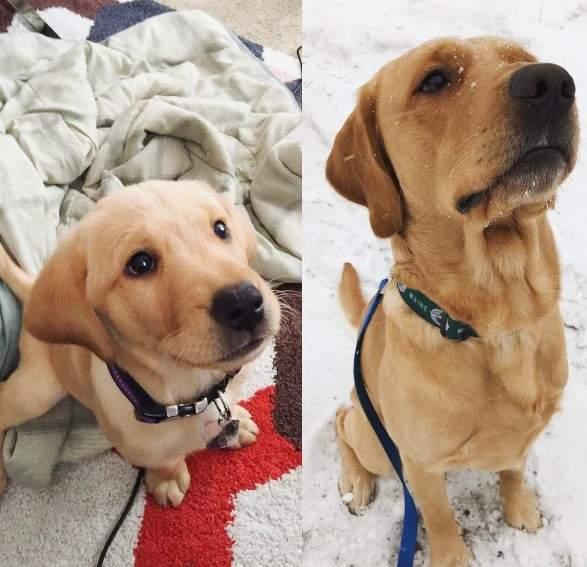 大狗与过去的小狗这样一对比不由得有点感伤