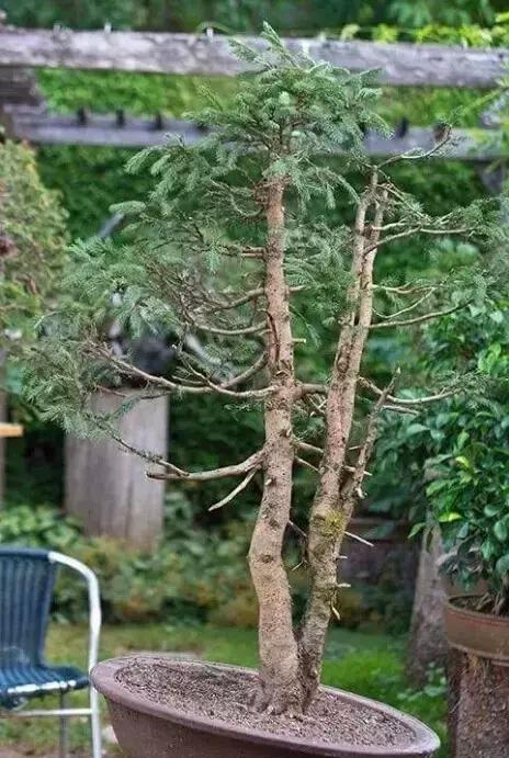 双杆南洋杉盆景培养图解