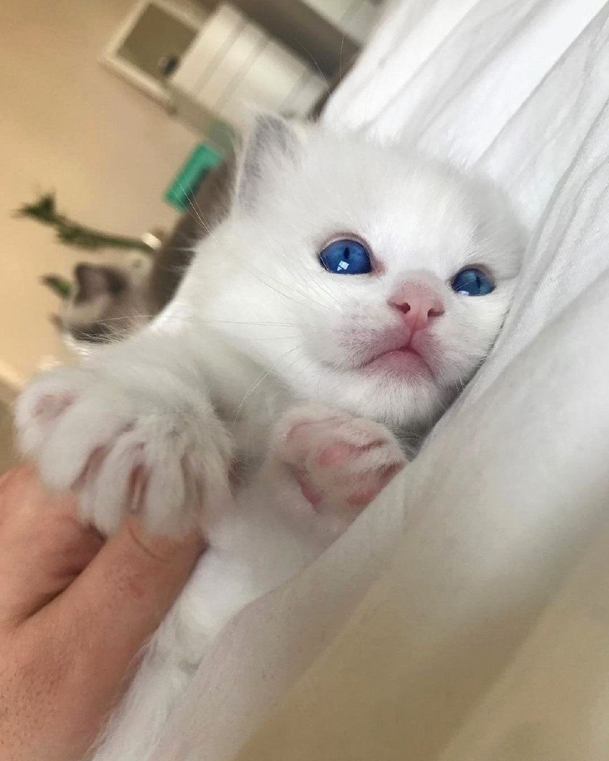 好好珍惜软萌可爱的小奶猫吧,用不了多久它们就会变成家里的霸王!