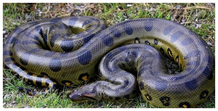 老奶奶救了一条巨蟒,蟒蛇托梦报恩,第二天整个村庄全部丧命