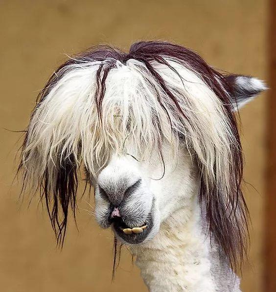 动物发型大赛快打开看