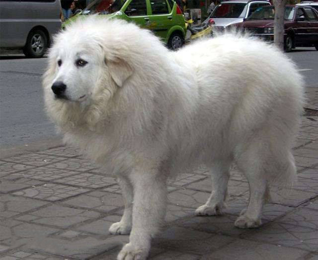 在法国它被作为官方御用狗,在第一次世界大战中偷运药品