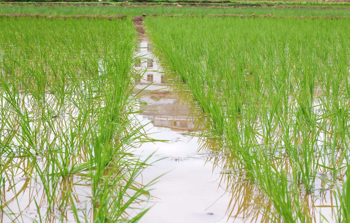 小朋友知道大米是从哪里来的吗?如果问六年级小学生会怎样?