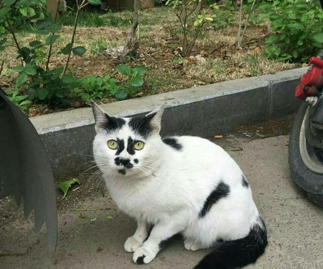 这应该是最丑的猫合集了吧...